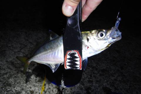 海面をライトで照らすのはやめてください